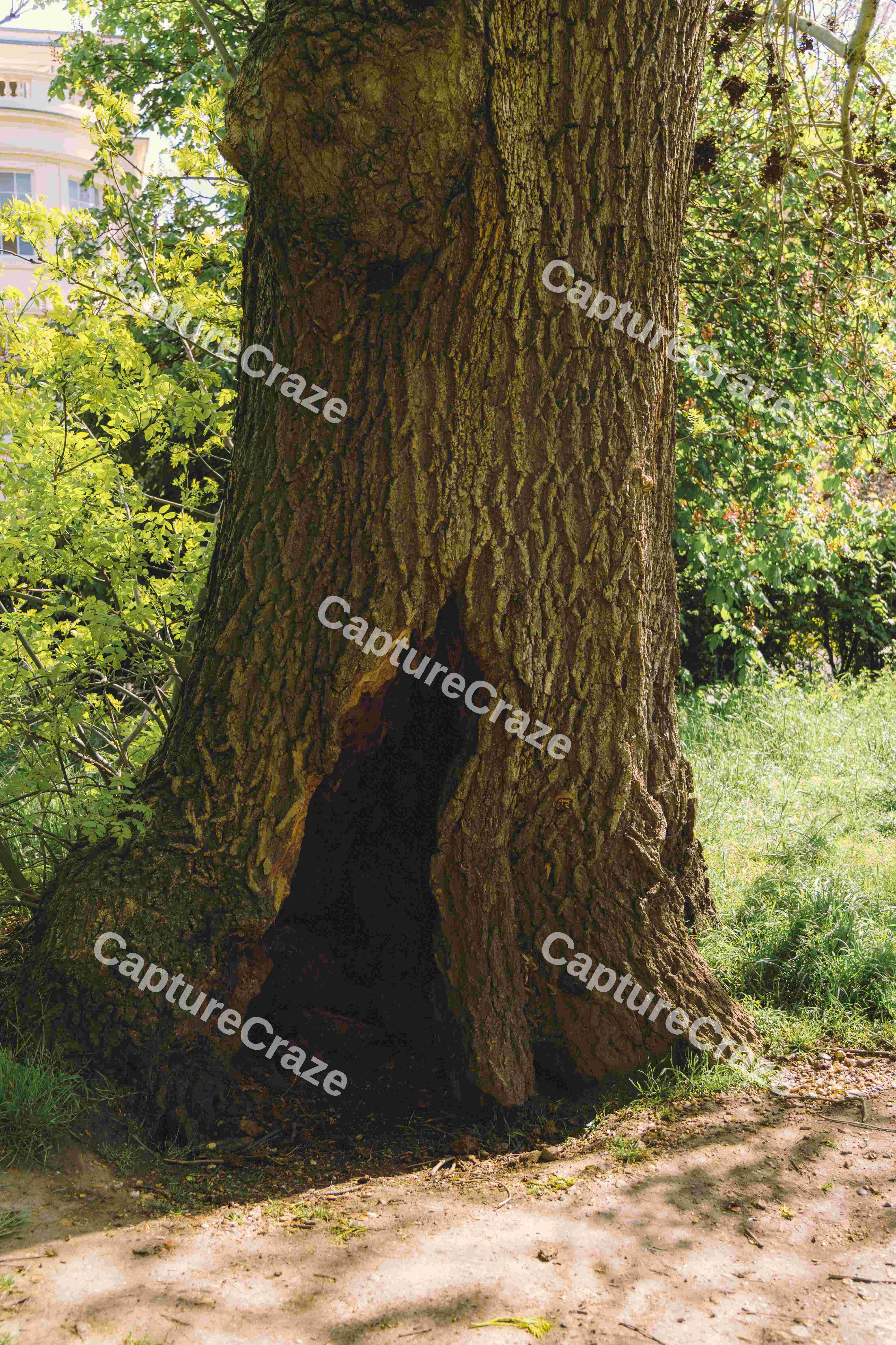 Tree With A Hole